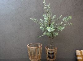 Planta eucaliptos 