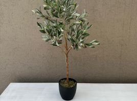 Olivo