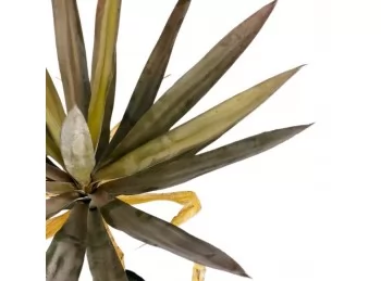 Planta Palmera Sahara 