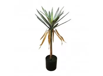 Planta Palmera Sahara 