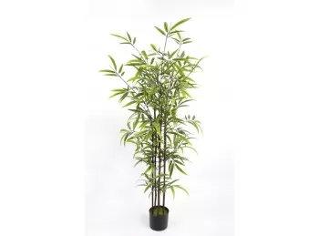Planta Bambú 