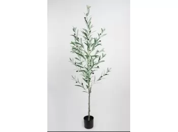 Planta olivo 
