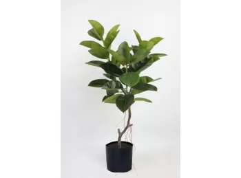 Planta Ficus