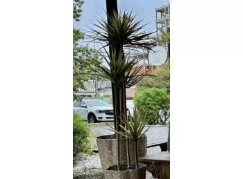 Planta Palmera Amal