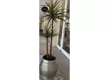 Planta palmera Oasis