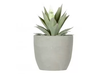 Planta mini suculenta 