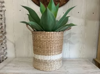 Canasto Grass