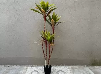 Planta Palma 