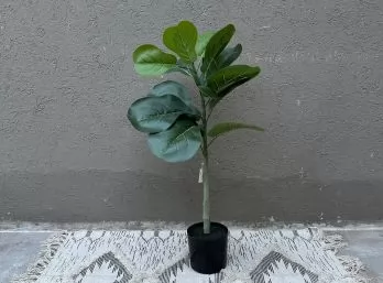 Planta fiddle chica