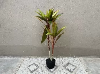 Planta Palma 