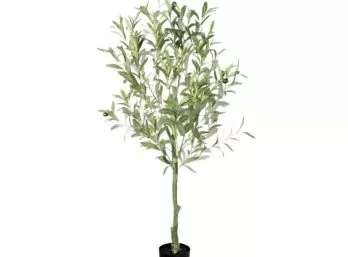 Planta olivo 
