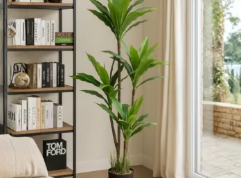 Planta Palmera Amal