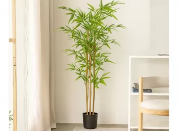 Planta Bambú 