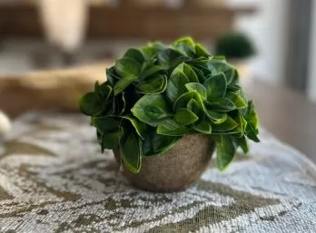 Planta mini suculenta 