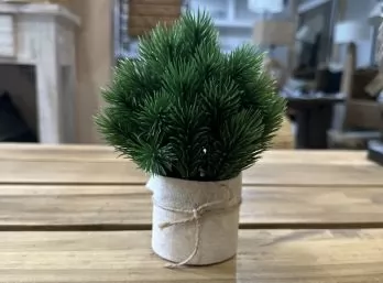 Planta mini pino